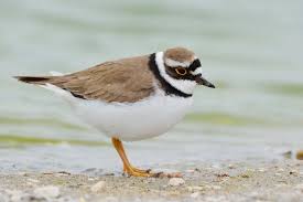 Attēlu rezultāti vaicājumam “Charadrius dubius adult”