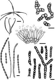 Attēlu rezultāti vaicājumam “Mollisia uda”