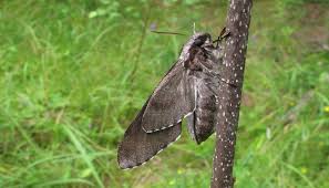 Attēlu rezultāti vaicājumam “Sphinx pinastri”