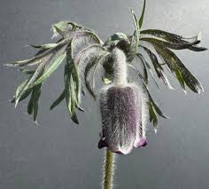 Attēlu rezultāti vaicājumam “Pulsatilla pratensis bud”