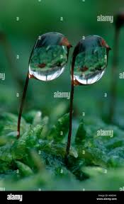 Attēlu rezultāti vaicājumam “Pogonatum urnigerum macro”