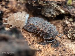 Attēlu rezultāti vaicājumam “Armadillidium pulchellum”