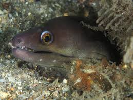 Image result for Gymnothorax vicinus