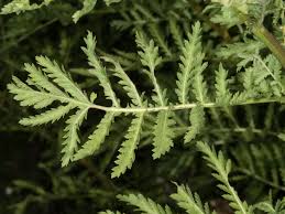 Attēlu rezultāti vaicājumam “Tanacetum vulgare leaf”