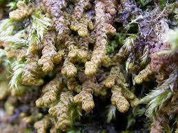 Attēlu rezultāti vaicājumam “Ptilidium ciliare”