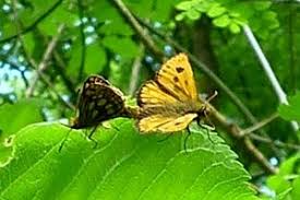 Attēlu rezultāti vaicājumam “Carterocephalus silvicolus”