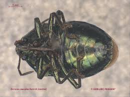 Attēlu rezultāti vaicājumam “Zicrona caerulea”