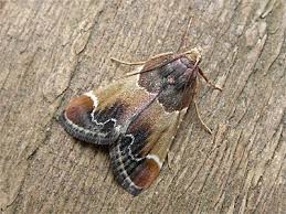 Attēlu rezultāti vaicājumam “Pyralis farinalis”