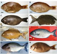 Image result for Kyphosus