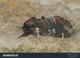 Attēlu rezultāti vaicājumam “Notodonta dromedarius”