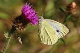 Attēlu rezultāti vaicājumam “Pieris rapae male”