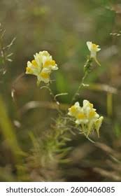 Attēlu rezultāti vaicājumam “Linaria loeselii leaf”