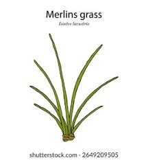 Attēlu rezultāti vaicājumam “Isoetes lacustris”