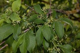 Attēlu rezultāti vaicājumam “Euonymus europaeus leaf”