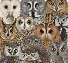 Attēlu rezultāti vaicājumam “Strigiformes”