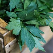 Image result for Liebstöckel