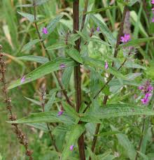 Attēlu rezultāti vaicājumam “Lythrum salicaria leaf”
