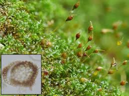 Attēlu rezultāti vaicājumam “Hymenostylium recurvirostrum macro”