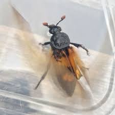 Attēlu rezultāti vaicājumam “Nicrophorus investigator imago”