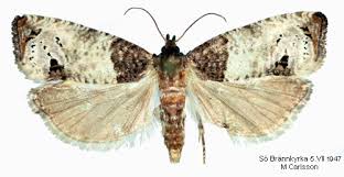 Attēlu rezultāti vaicājumam “Notocelia roborana”