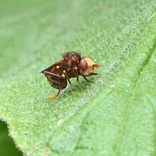 Attēlu rezultāti vaicājumam “Sicus ferrugineus”