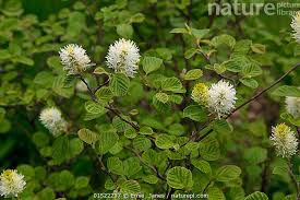 Attēlu rezultāti vaicājumam “Fothergilla major”