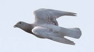 Image result for Abbeyton & Broomfield Racing Pigeons