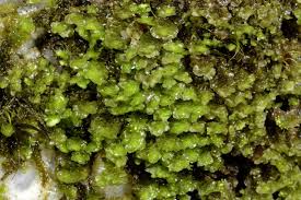 Attēlu rezultāti vaicājumam “Scapania lingulata”