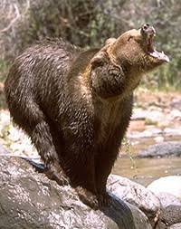 Attēlu rezultāti vaicājumam “Carnivora”