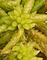 Attēlu rezultāti vaicājumam “Sphagnum platyphyllum”