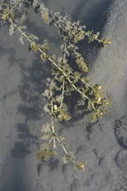 Attēlu rezultāti vaicājumam “Potamogeton perfoliatus flower”