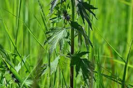 Attēlu rezultāti vaicājumam “Leonurus quinquelobatus leaf”