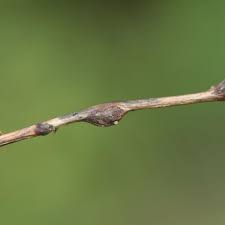 Attēlu rezultāti vaicājumam “Lasioptera rubi”