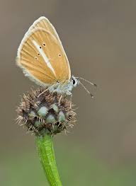 Attēlu rezultāti vaicājumam “Agrodiaetus damon”
