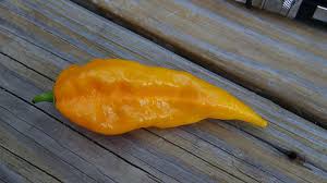 Afbeeldingsresultaat voor yellow fratali hot pepper