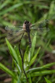 Attēlu rezultāti vaicājumam “Leucorrhinia”
