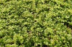 Attēlu rezultāti vaicājumam “Plagiomnium”