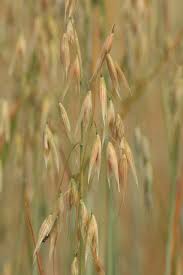 Attēlu rezultāti vaicājumam “Avena sativa fruit”