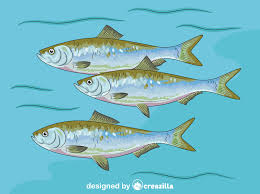 Image result for Alosa chrysochloris