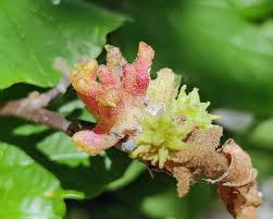 Attēlu rezultāti vaicājumam “Hamamelis japonica bud”