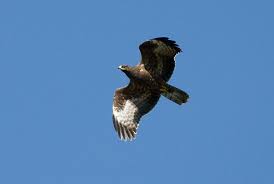 Attēlu rezultāti vaicājumam “Pernis apivorus adult”