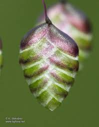 Attēlu rezultāti vaicājumam “Briza media bud”