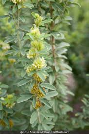 Attēlu rezultāti vaicājumam “Lophozia capitata”