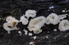 Attēlu rezultāti vaicājumam “Phlebia tremellosa”