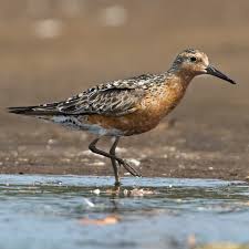 Attēlu rezultāti vaicājumam “Calidris canutus adult”