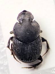 Attēlu rezultāti vaicājumam “Scarabaeidae”