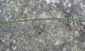 Attēlu rezultāti vaicājumam “Carex lasiocarpa male flower”