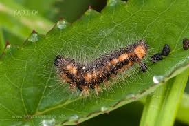 Attēlu rezultāti vaicājumam “Acronicta auricoma larva”