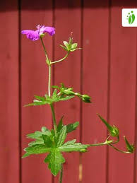 Attēlu rezultāti vaicājumam “Geranium palustre flower”