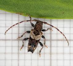 Attēlu rezultāti vaicājumam “Pogonocherus hispidulus”